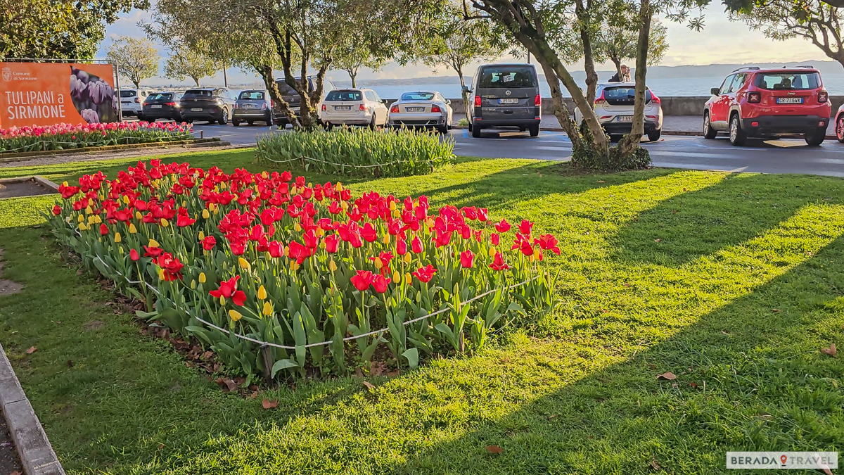 Tulipani in primavera